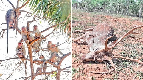 மச்சுவாடி பகுதியில் காணப்படும் குரங்குகள். (அடுத்தப்படம்) திருவரங்குளத்தில் கிராம பகுதிக்குள் புகுந்து காயமடைந்த மான்.