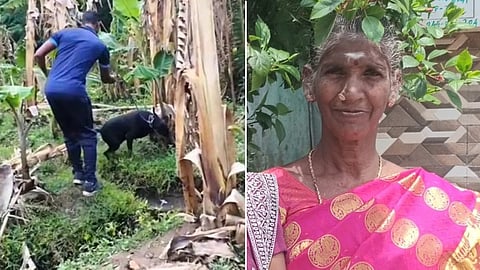 லாலாபேட்டை வாழைத்தோப்பில் மோப்ப நாய் மூலம் சோதனை | மூதாட்டி இளஞ்சியம்