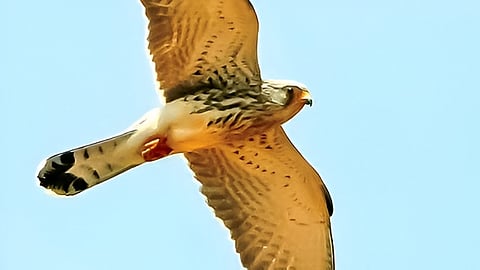 ஐரோப்பிய சின்ன வல்லூறு