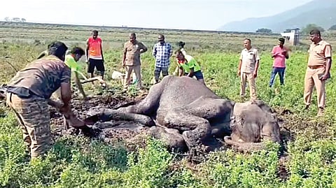 தண்ணீர் குடிக்க வந்த போது குண்டேரிப்பள்ளம் அணையில் சேற்றில் சிக்கிய பெண் யானை