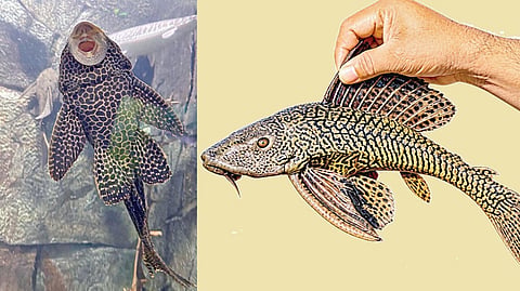 ஆறு, ஏரி, குளம், சதுப்பு நிலங்களில் நாட்டு மீன்களை அழிக்கும் அமெரிக்க மீன்