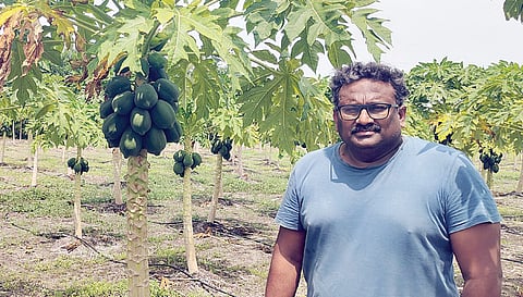 பப்பாளித் தோட்டத்தில் விவசாயி கோபிநாத்