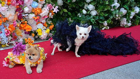 In frame: Dogs attend the Pet Gala fashion show at AKC Museum of The Dog