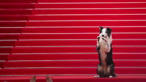 In frame: Messi the dog poses for photographers upon arrival at the awards ceremony