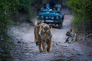 5 wildlife safaris to visit in India this summer