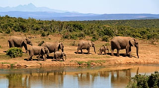 Here's how you can enjoy a wildlife safari without leaving a footprint