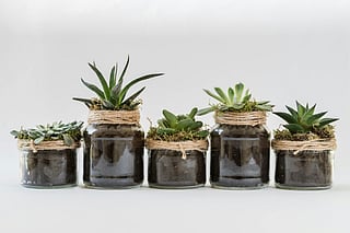 Five low-maintenance plants for busy households