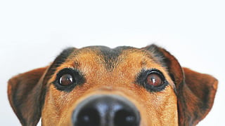 Celebrate Raksha Bandhan with the purrfect gifts for your furry family
