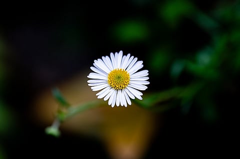 Five flowers with high pollen content that may cause allergies