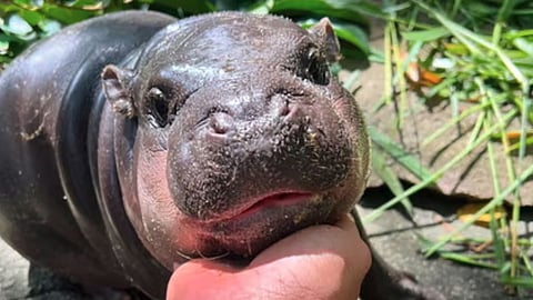 Moo Deng fans crowd Thailand zoo for a glimpse of the sensational baby hippo