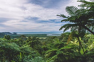 Five oldest rainforests in the world