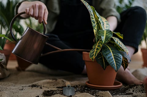Herbs you can grow in your home garden