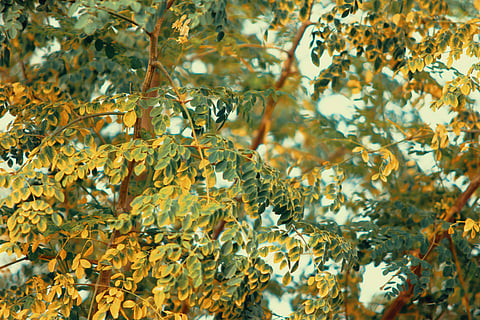In Frame: Moringa tree