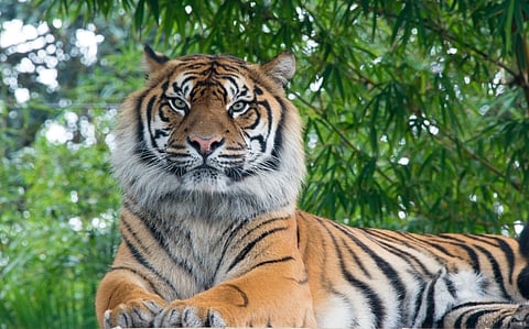 Uttar Pradesh launches eco-tourism in tiger reserves