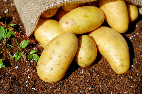 Vegetables that are an essential part of Indian cuisine but not indigenous to India