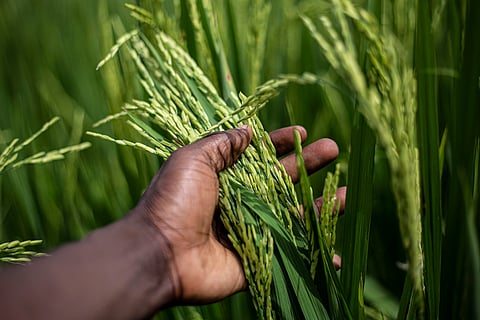 The cultural significance of rice