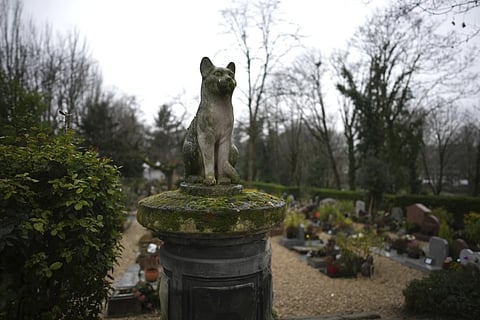 Understanding pet loss: Why it hurts and how to offer support