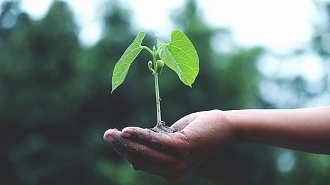 All you need to know about Companion Planting