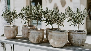 Watering Mistakes: Five times you are damaging the potted plants (with or without love)