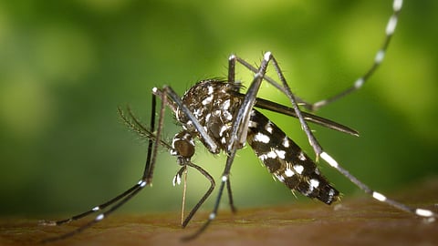World Malaria Day: How far should you place mosquito repellents from the bed?