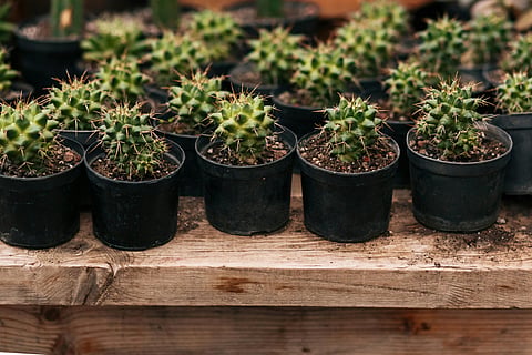 Cactus care tips: 6 hacks for growing cactus at home