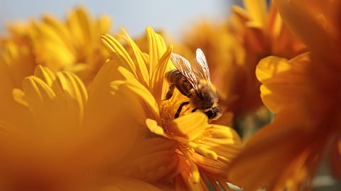 World Bee Day 2025: ‘Bee’ ready to jet off for a quick tour of these honey makers