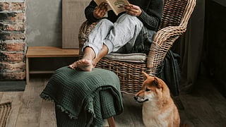 How to save your furniture from pet fur?