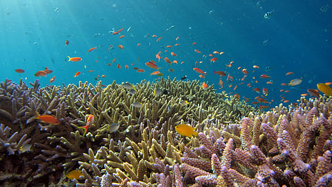 Coral Tourism: Move over Australia and Maldives, here are 5 places you must drop in