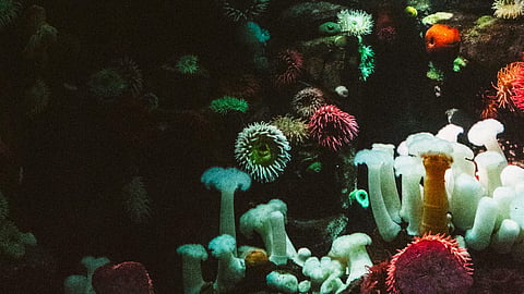 Coral Tourism: Things to be mindful of when in the sea