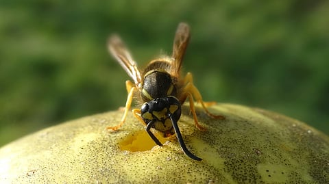 Food Hacks: How to keep fruit flies away?