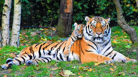 Tiger Tracks: Signs to know that a tiger is nearby during Jungle Safari