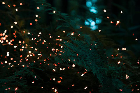The last glow: Are fireflies getting extinct ?