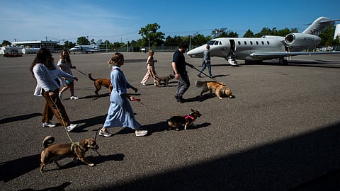 This 'dog-first' airline offers luxury travel services to your furry friends