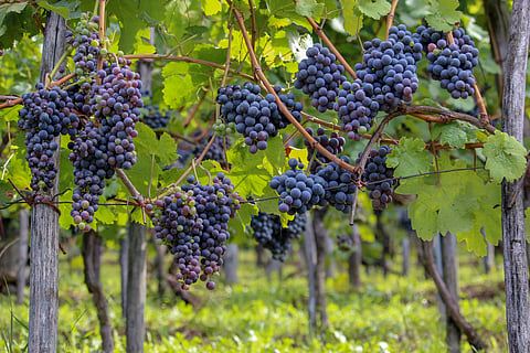 Are green, red and purple grapes different ?