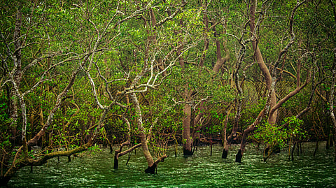 Sundarbans to become India’s second-largest tiger reserve after expansion