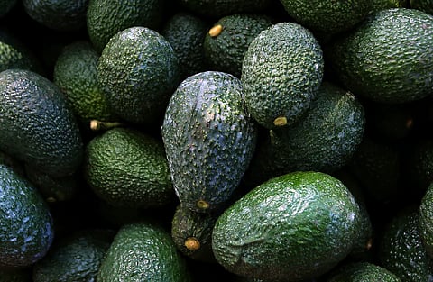 Grow your own avocado plant using just a seed and water