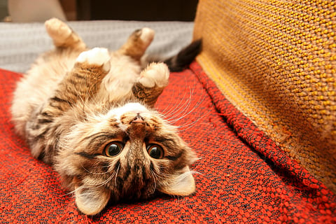 What are the signs for a well-cared for cats?