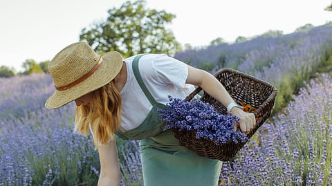 Flower picking is no longer a boring activity
