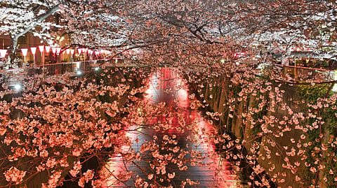 Japan’s cherry blossom festival cancelled this year