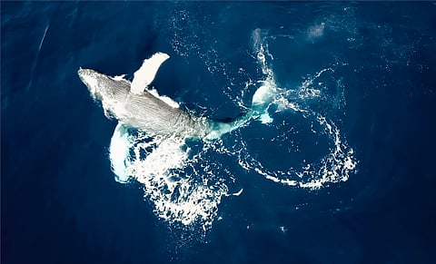 How does whale fall affect the environment?