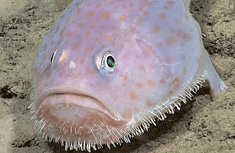 Have you heard of the ‘walking’ fish?