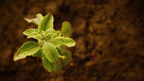 Tulsi plants: 5 Common mistakes to avoid while placing them in accordance with summer Vastu?