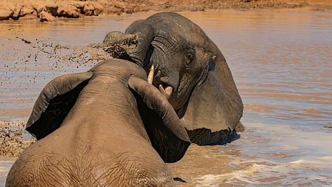 No more close encounters: Karnataka tightens elephant camp safety rules following a tragic incident