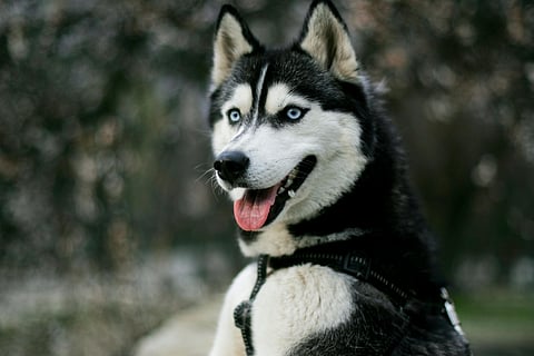 Love or status symbol: Viral post highlights cruelty of keeping Huskies in India’s heat