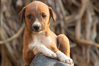 The stray dog debate centres on safety, care and responsibility