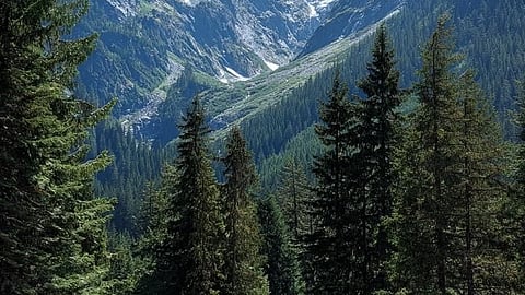Chir Pine trees shed resin-rich needles every summer, creating highly flammable forest floors