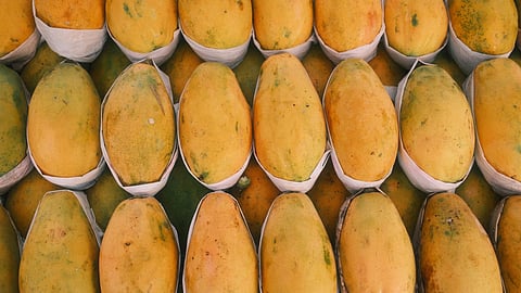 Japan bans Indian mangoes