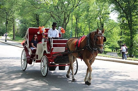 Is it time to reconsider horse carriages in Central Park, NYC?