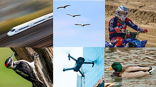 6 modern innovations that started with the wings and a beak