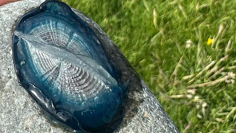Mysterious blue sea creatures take over Wales beach after wind shift